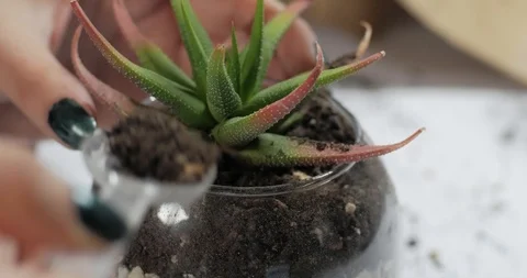 Florist work with plants indoors Vídeo Stock 88228755