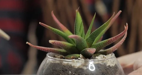 Florist work with plants indoors Vídeo Stock 88229098