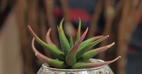 Florist work with plants indoors Stock Footage 88229125
