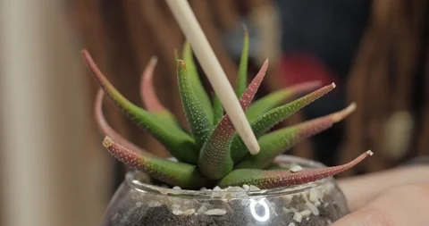 Florist work with plants indoors Vídeo Stock 88229156