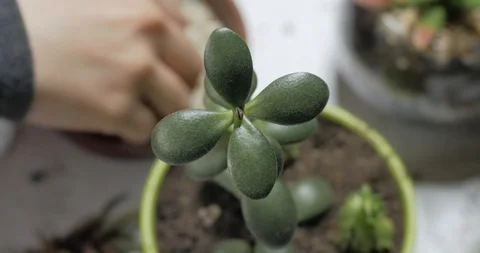 Florist work with plants indoors Stock Footage 88229215