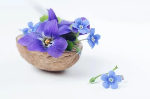 Floristic composition with violets and forget-me-not flowers in a nutshell Stock Photos