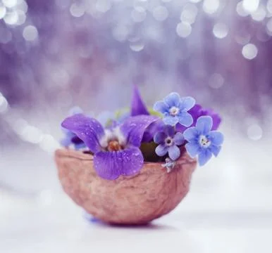 Floristic composition with violets and forget-me-not flowers in a nutshell Stock Photos