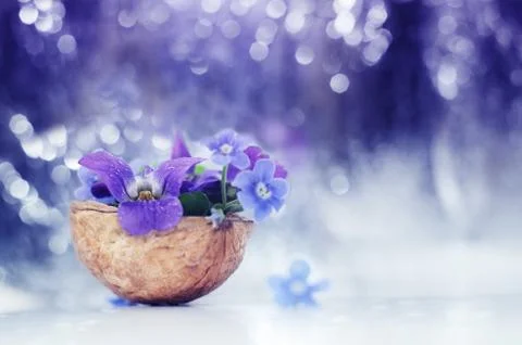 Floristic composition with violets and forget-me-not flowers in a nutshell Stock Photos