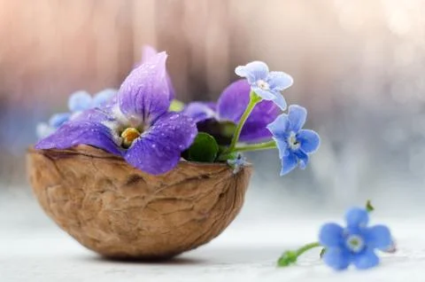 Floristic composition with violets and forget-me-not flowers in a nutshell Stock Photos