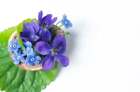 Floristic composition with violets and forget-me-not flowers in a nutshell Stock Photos
