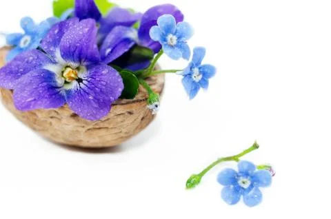 Floristic composition with violets and forget-me-not flowers in a nutshell Stock Photos