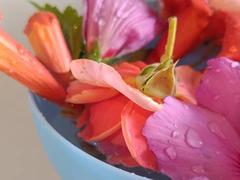 Floristry composition with bright petals close-up Stock Photos