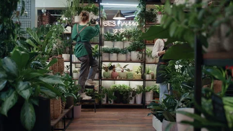 Florists Cooperate to Position Plant on Upper Shelf Stock Footage 330428754