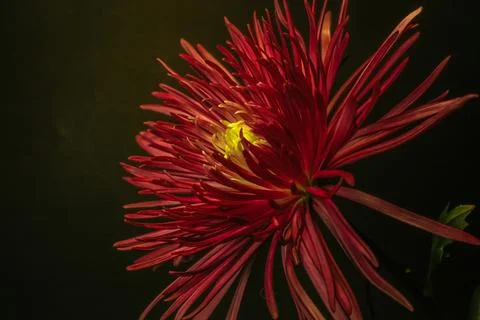 Florist's daisy Stock Photos