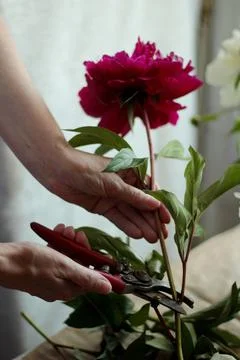 The florist's hand with scissors pruning shears cuts the stems of a peony flower Fotos de archivo