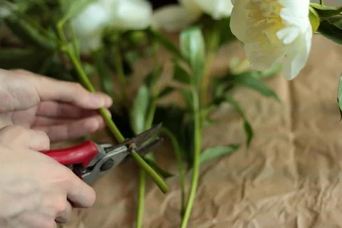 The florist's hand with scissors pruning shears cuts the stems of a peony flower Foto stock