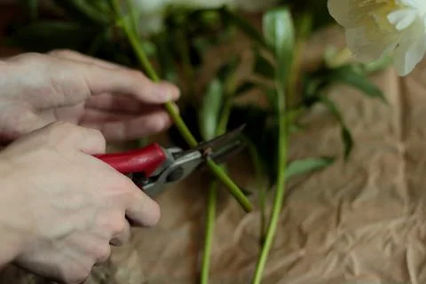 The florist's hand with scissors pruning shears cuts the stems of a peony flower Fotos de archivo