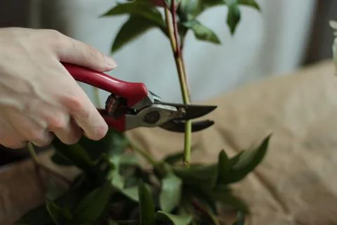 The florist's hand with scissors pruning shears cuts the stems of a peony flower Stock Photos