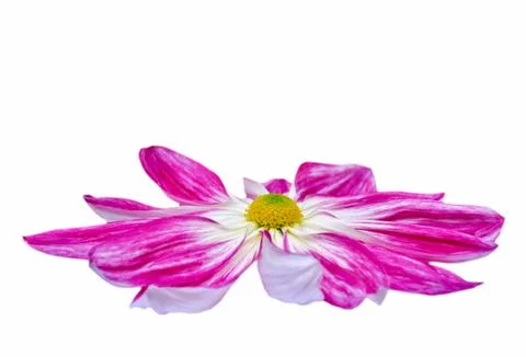 Florist's mun Stock Photos