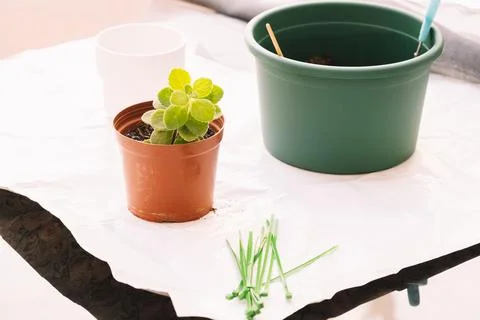 A florist's work table with planting tools such as flower pots... Stock-Fotos