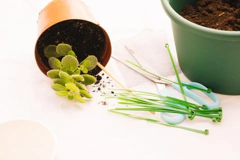 A florist's work table with planting tools such as flower pots... Stock Photos