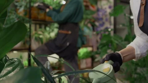 Florists working and caring for plants in a flower shop Stock Footage 330719850