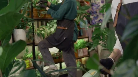 Florists working and caring for plants in a flower shop Stock Footage 330719855