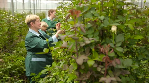 Florists working in the rose garden Video stock 62635443
