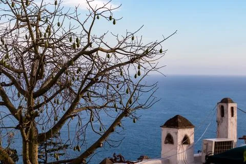 Floss silk tree next to a small chapel with scenic view on the Mediterranea.. Stock Photos