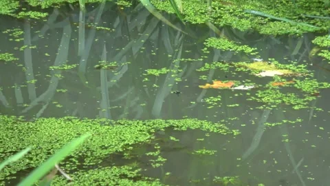Flotsam and Algae Drifting Slowing Downstream Vídeo Stock 139099593