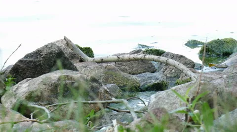 Flotsam on the beach Stock Footage 51867494