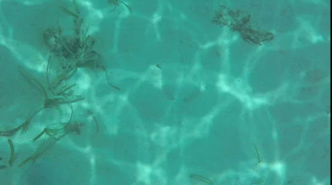 Flounder 1 Stock Footage 785053