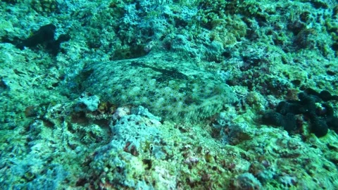 Flounder blending with reef structure Stock-Footage 327584219