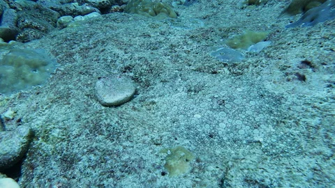 Flounder camouflage Stock Footage 314297936