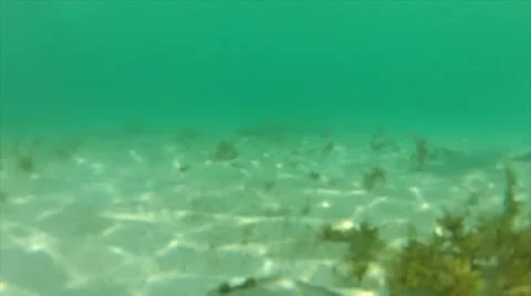 Flounder chase Stock Footage 24331786