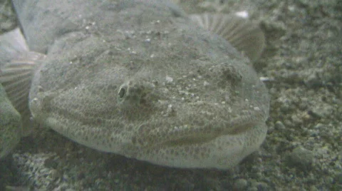 Flounder Closeup Видео 637016