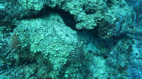 Flounder on a coral head Video stock 65003066