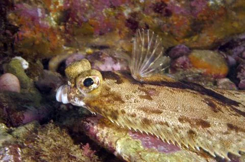 Flounder Fish Face Stock Photos