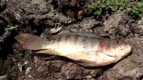 Flounder fish Stock Footage 116797422