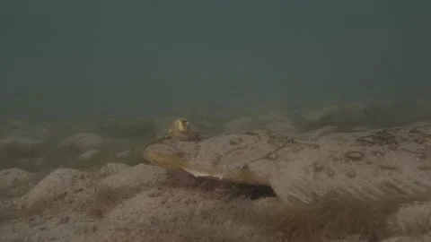 Flounder fish large eyes moving Pseudorhombus jenynsii Stock Footage 229367705