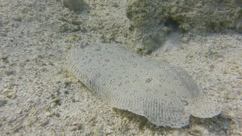Flounder fish smims on sandy bottom. Leopard flounder or Panther flounder Stock Footage 158761567