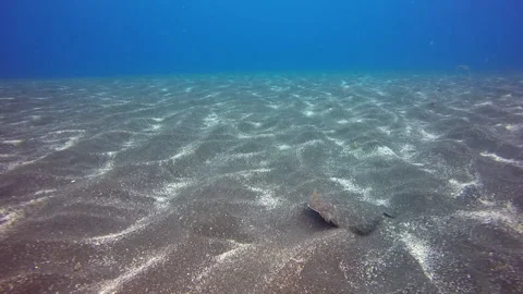 Flounder fish underwater on sandy bottom of volcanic origin in Atlantic ocean. Stock Footage 142736873