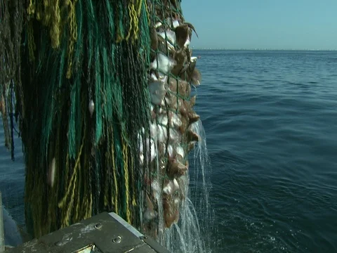 FLOUNDER FISHING TRAWLER STABLIZER PUSH OVERBOARD BY FISHERMAN Stock Footage 76584503