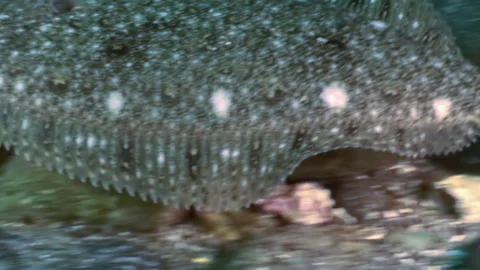 Flounder flat and camouflaged fish, hides on underwater bottom, 库存影片 246729250