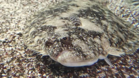 Flounder Flat Fish at the bottom of ocean - unusual vertebrate Stock Footage 168197521