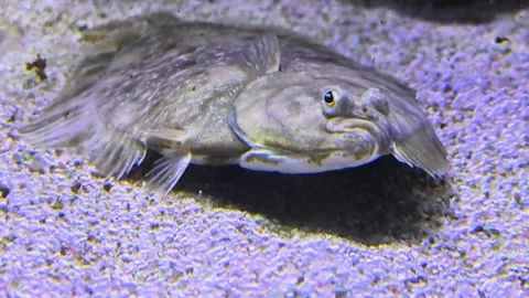 A flounder flatfish is resting and breathing Video stock 299372869