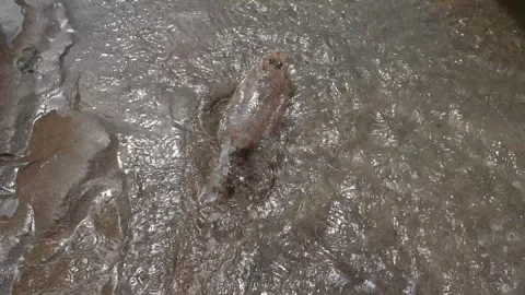Flounder flatfish stranded Stock Footage 311114061