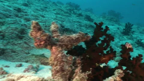 Flounder Stock Footage 332766861
