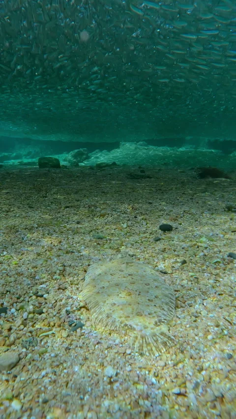 Flounder glides across sandy seabed, above her head swims massive, continuous Stock Footage 332445032