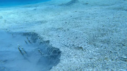 Flounder hiding in the sand on the seabed Stock Footage 312320309