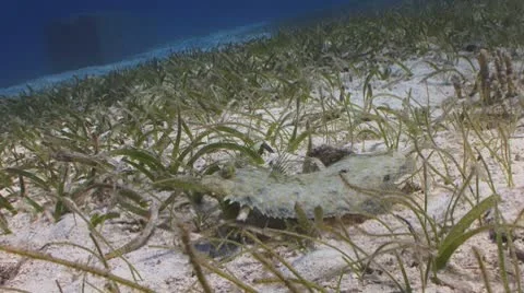 Flounder on the move Stockbeeldmateriaal 8841218