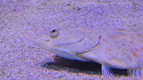 A Flounder or flatfish relaxing Stock Footage 244989210