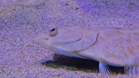 A Flounder or flatfish resting Stock Footage 245027806