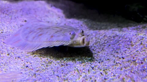 A Flounder or flatfish resting on the seabed Stock Footage 297545760